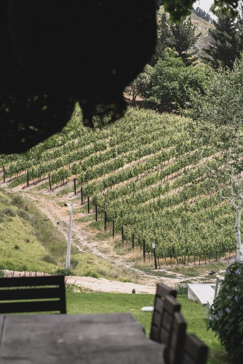 As fileiras acompanham a inclinação da montanha e mostram como relevo e cultivo se encontram.