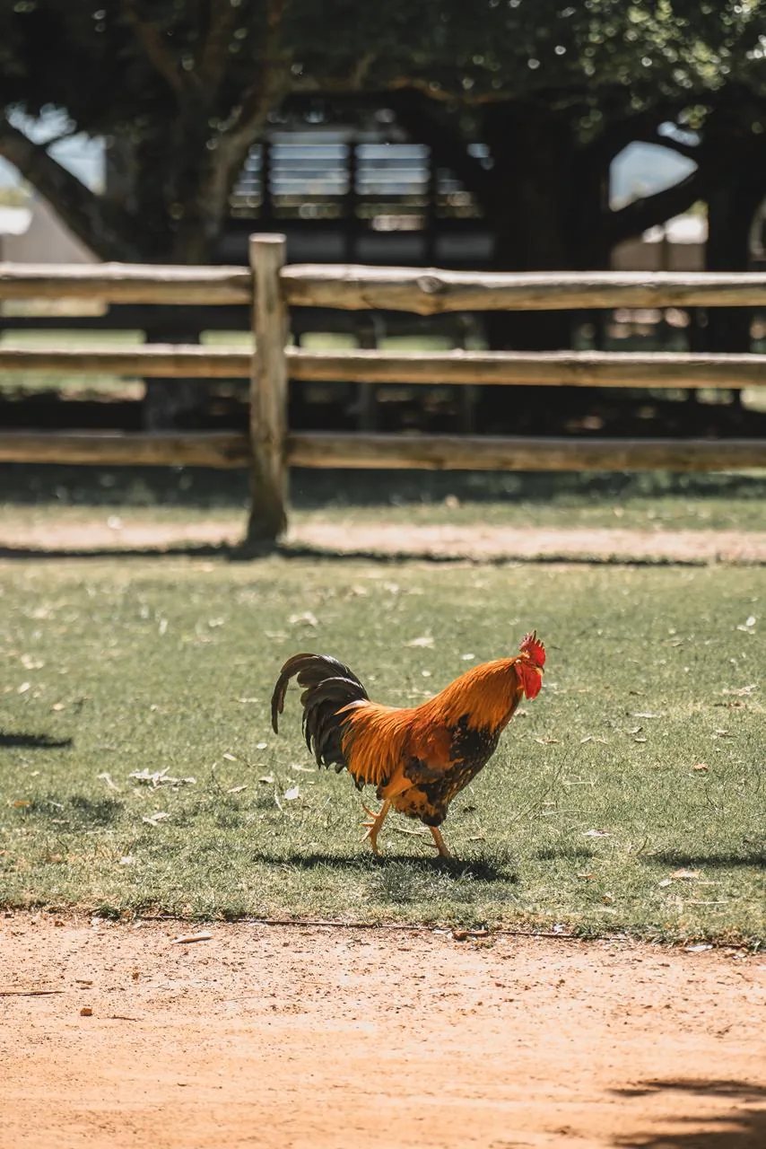 O galo atravessa o jardim e recorda a presença cotidiana dos animais na propriedade.