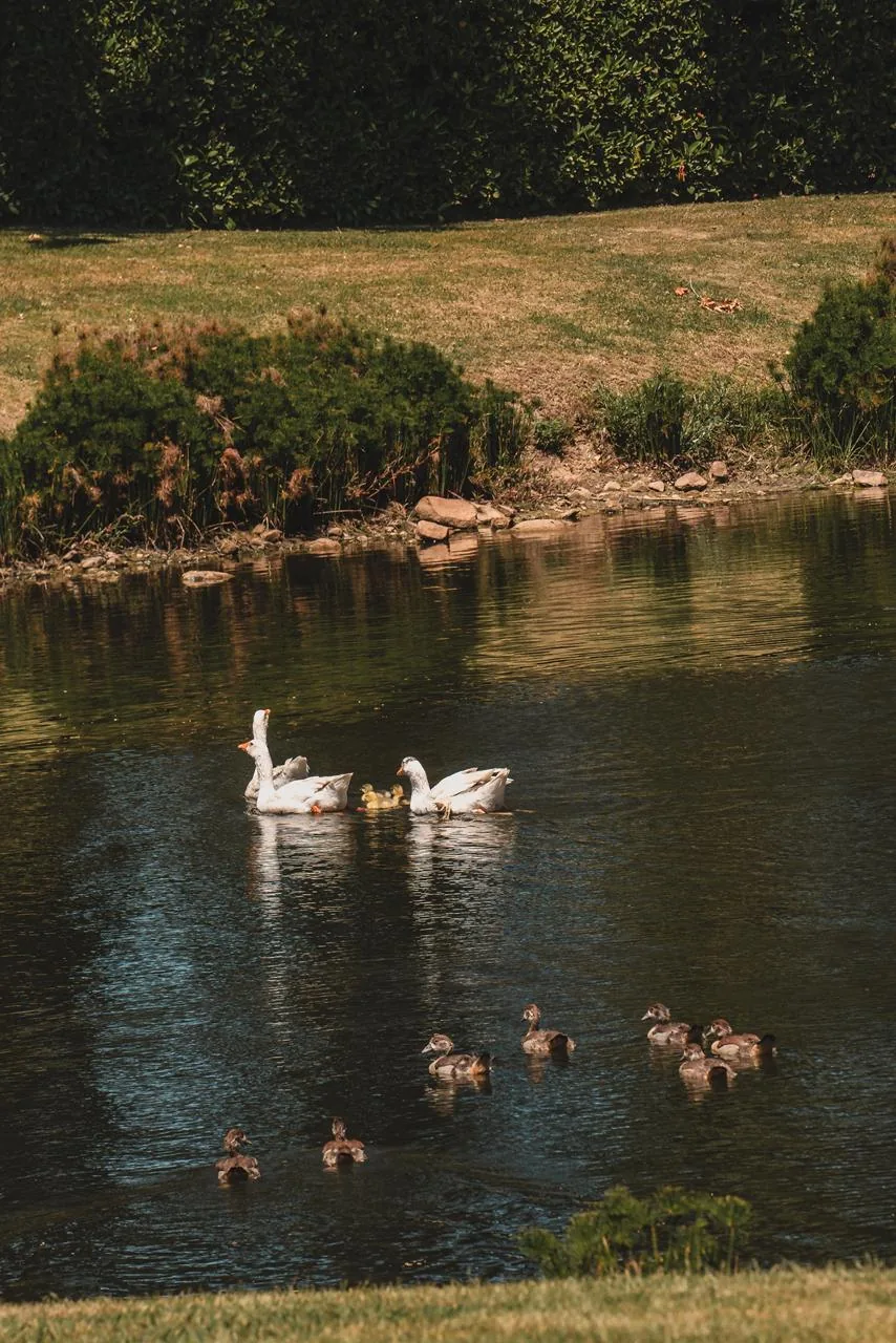O lago e as aves introduzem biodiversidade e equilíbrio como partes visíveis da propriedade.