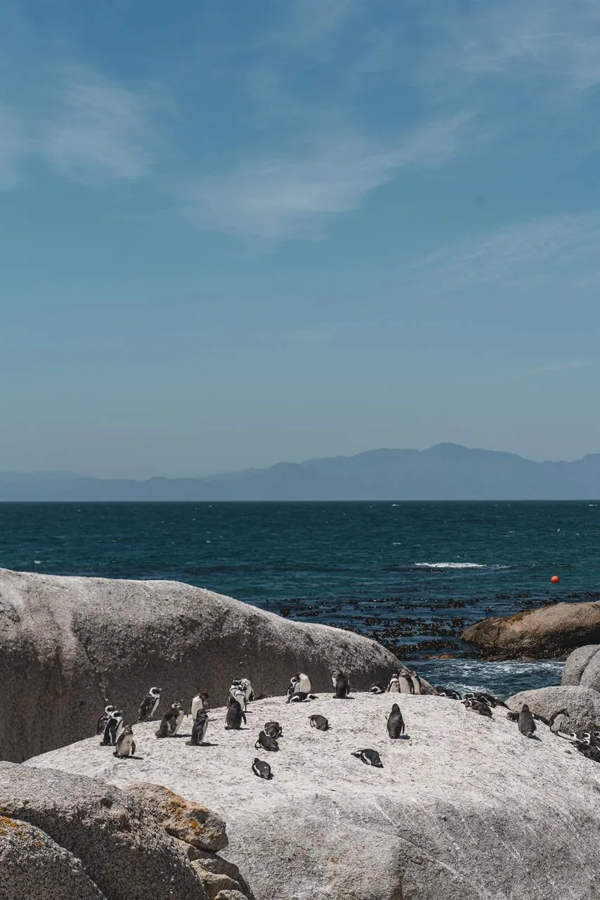 A colônia aparece integrada à rocha e ao mar, antes de cada animal ser observado de perto.