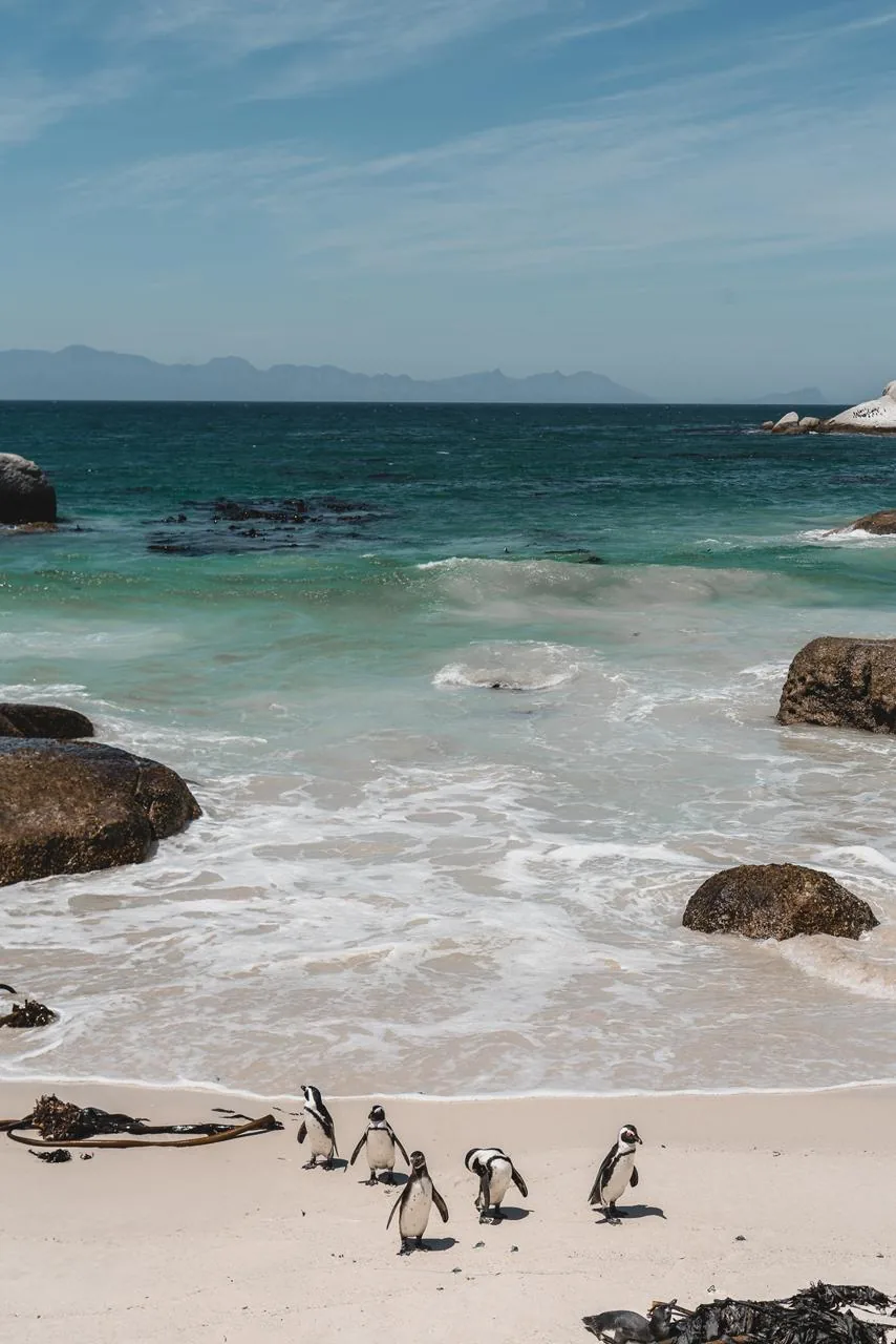 A praia revela a convivência entre oceano, granito e uma das presenças mais singulares da costa.