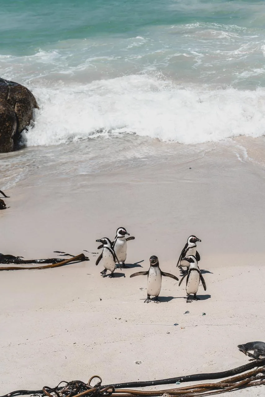 O grupo de pinguins avança pela areia sem responder ao ritmo dos visitantes.