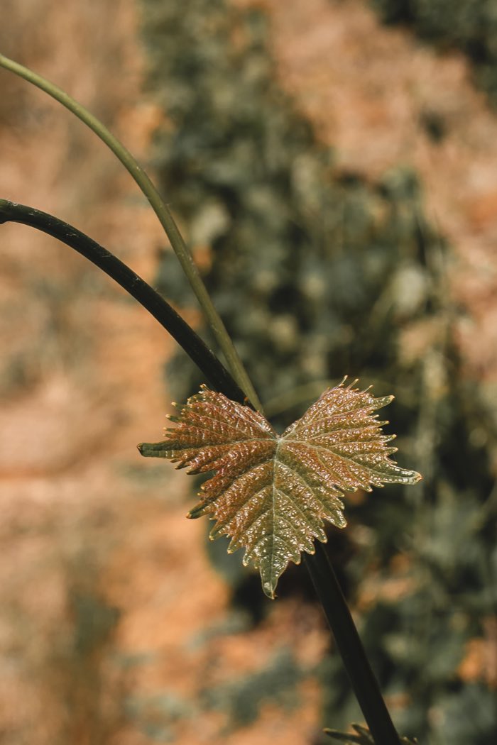 O tempo guardado em vinho — Constantia