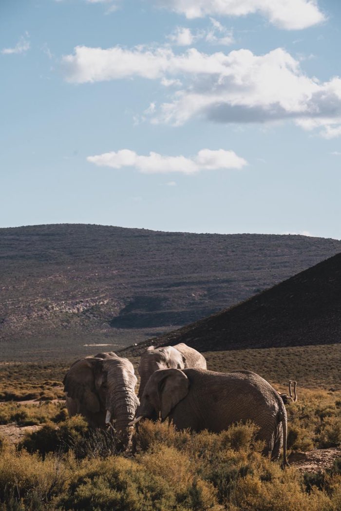 Vida selvagem observada durante o percurso por Klein Karoo e vida selvagem.