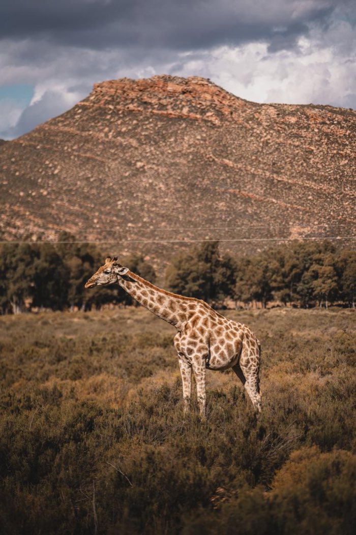 Vida selvagem observada durante o percurso por Klein Karoo e vida selvagem.
